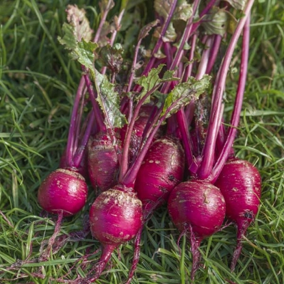 Picture of Turnip Temari Red F1